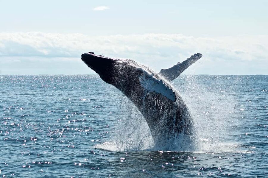 From Cape Town: Hermanus Whale Watching Tour with Boat Trip - The people who make the day work