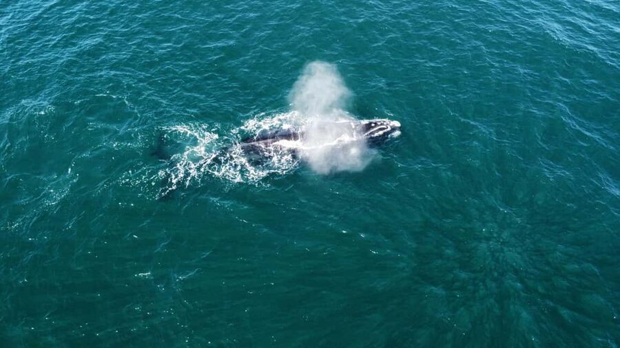 From Cape Town: Hermanus Whale Watching Tour with Boat Trip - Who should book this Hermanus tour?