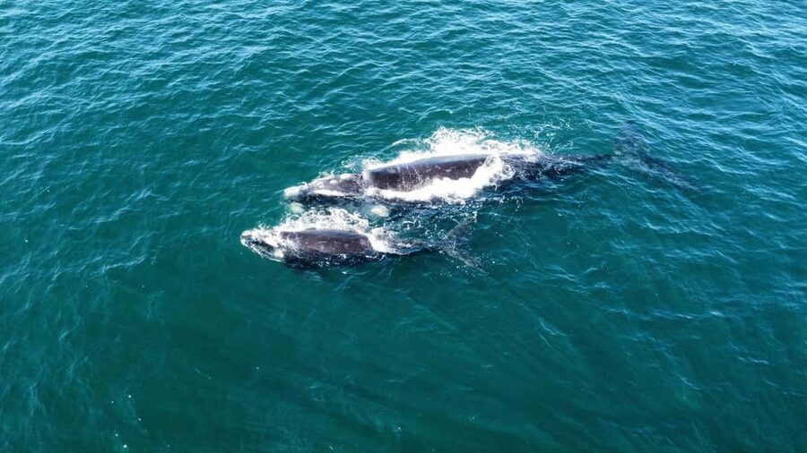 From Cape Town: Hermanus Whale Watching Tour with Boat Trip - Getting your bearings in Hermanus