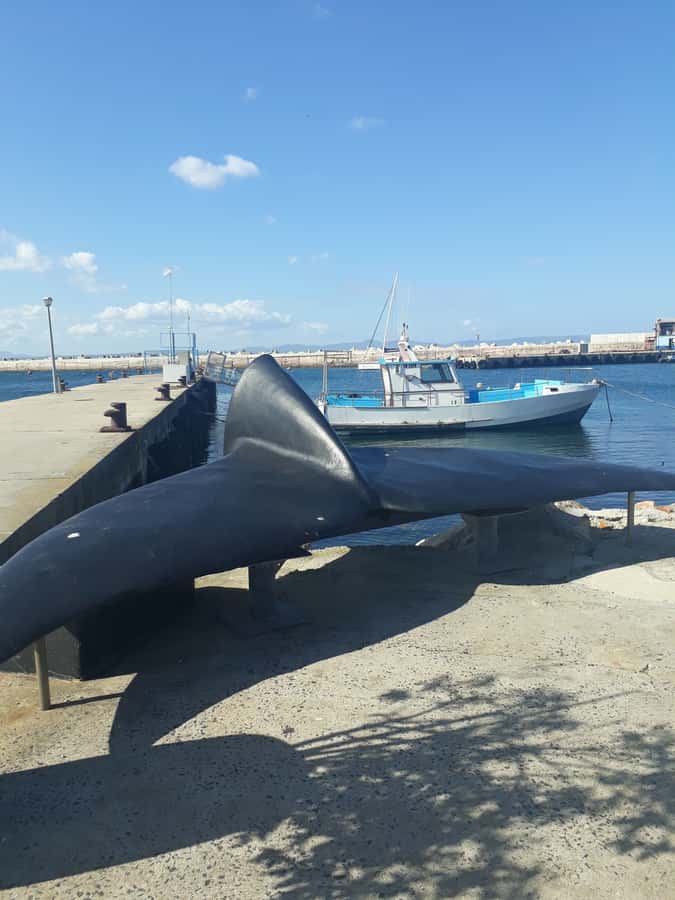 From Cape Town: Hermanus Whale Watching Tour with Transfer - The whale encounter is the reason to go