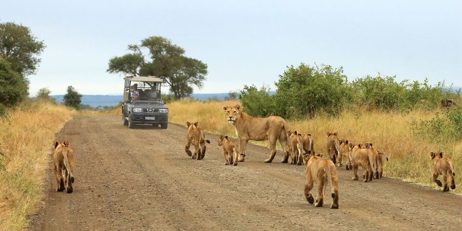 From Cape Town: Kruger National Park 2-Day Safari Trip - Key points to know before booking