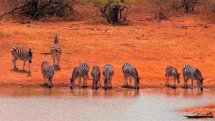 From Cape Town: Kruger National Park 2-Day Safari Trip - Why this short Cape Town safari works