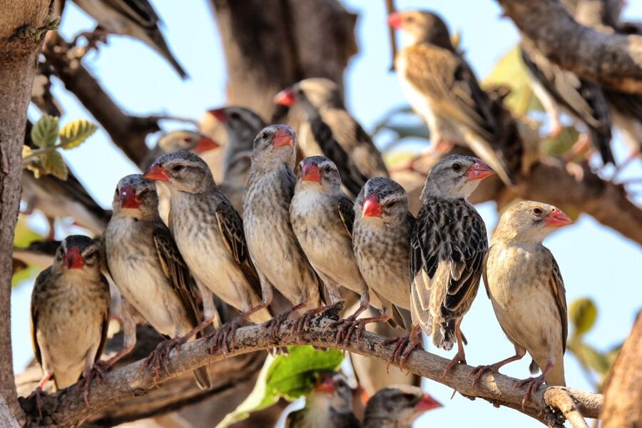 From Cape Town: Kruger National Park 2-Day Safari Trip - Hazyview overnight: useful, simple, and early
