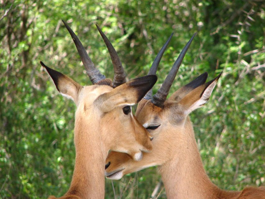From Cape Town: Kruger National Park 2-Day Safari Trip - Day one: Cape Town to Mpumalanga and the afternoon drive