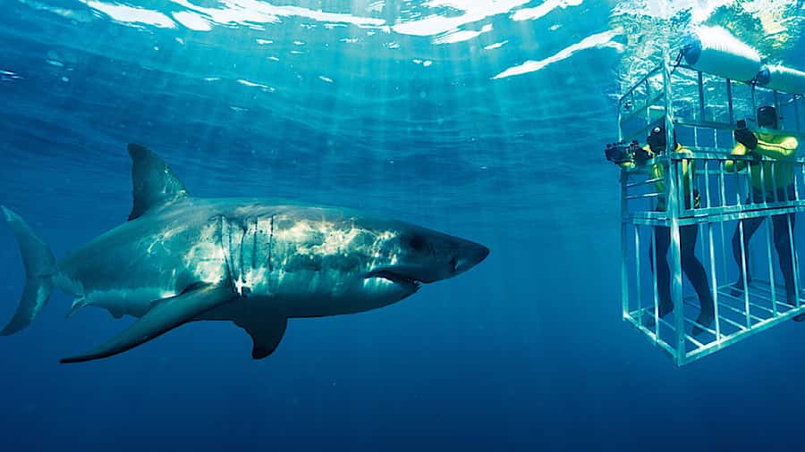 From Cape Town: Shark Cage Diving and Penguin Tour - The early road to Gansbaai