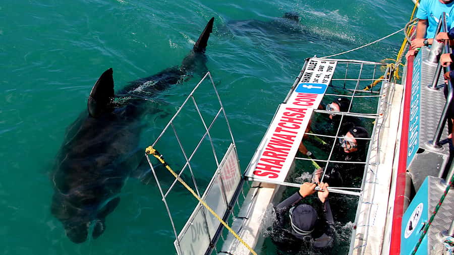 From Cape Town: Shark Cage Diving and Penguin Tour - What happens before the boat leaves