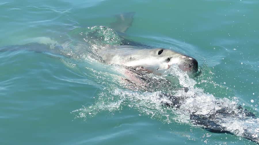 From Cape Town: Shark Cage Diving and Penguin Tour - Warm showers, lunch, and the post-trip pause