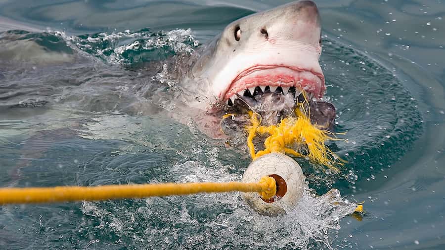 From Cape Town: Shark Cage Diving and Penguin Tour - The penguins at Stony Point
