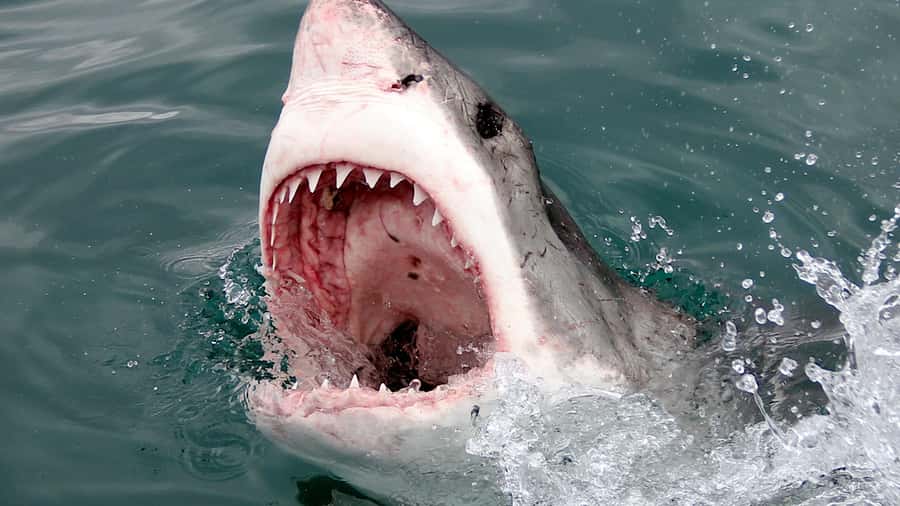 From Cape Town: Shark Cage Diving and Penguin Tour - Should you book the Gansbaai shark and penguin tour?