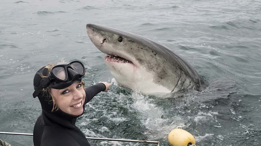From Cape Town: Shark Cage Diving and Penguin Tour - The shark cage encounter