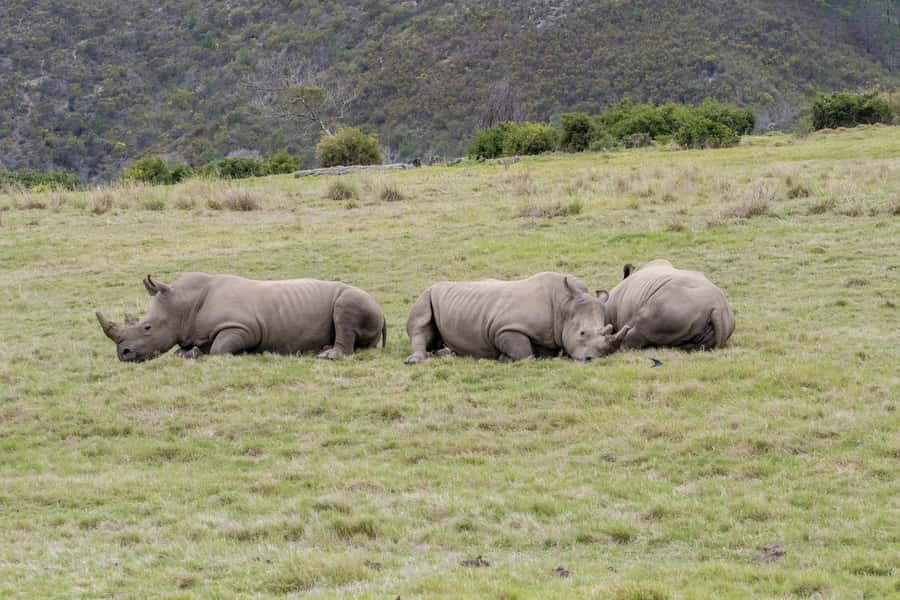 From Cape Town: South African Wildlife and Safari 2-Day Tour - The long road from Cape Town to the Klein Karoo