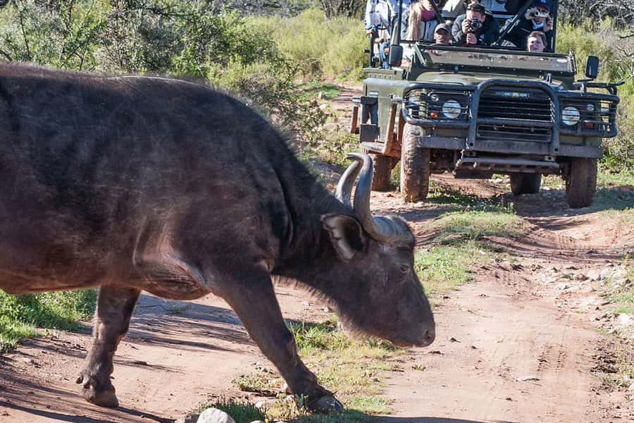 From Cape Town: South African Wildlife and Safari 2-Day Tour - Buffelsdrift and the smaller side of the bush