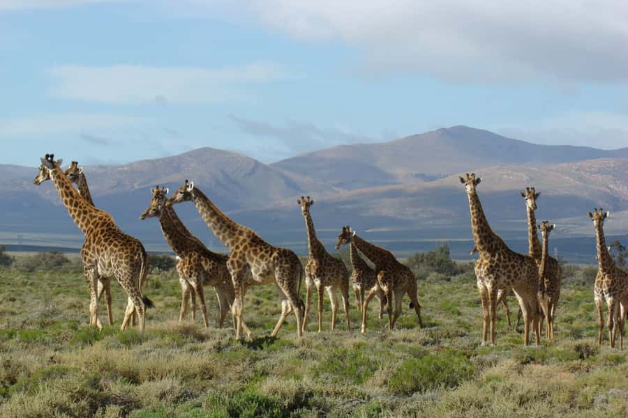 From Cape Town: South African Wildlife and Safari 2-Day Tour - Route 62 makes the return more than a transfer