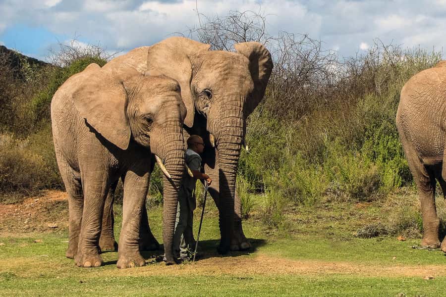 From Cape Town: South African Wildlife and Safari 2-Day Tour - Guides, group size, and the feel of the trip