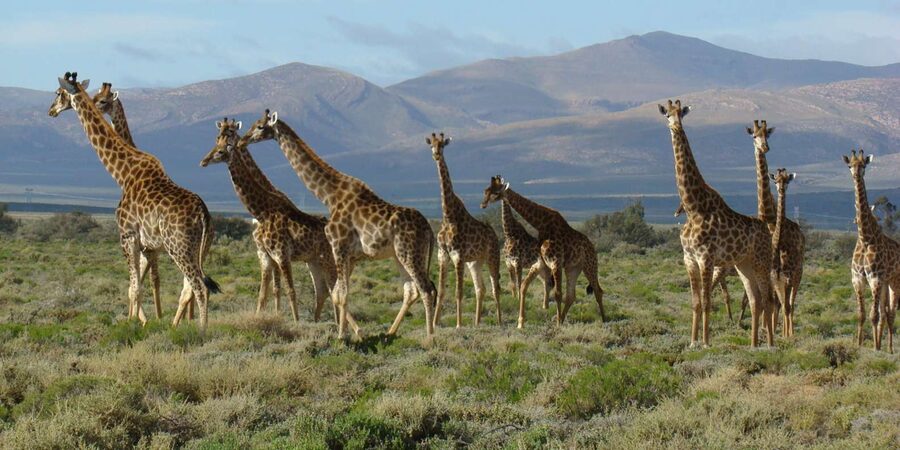 From Cape Town: South African Wildlife and Safari 2-Day Tour - Is $322 a fair price?