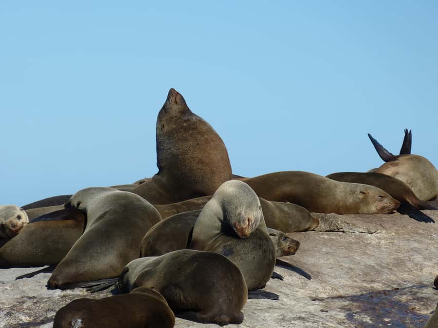 From Cape Town: Table Mountain and Cape of Good Hope Tour - Noordhoek: a small break before the wildlife