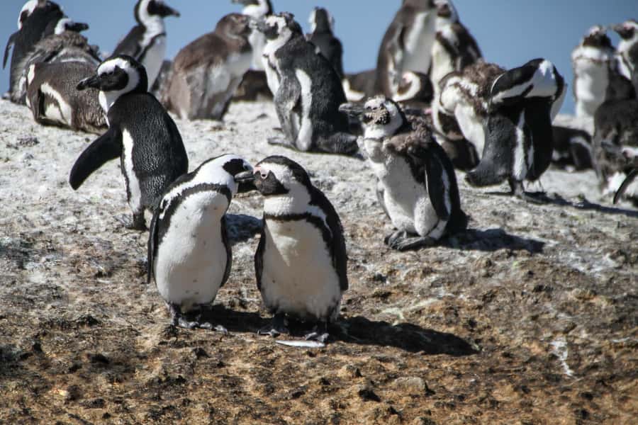From Cape Town: Table Mountain and Cape of Good Hope Tour - Boulders Beach and the African penguins