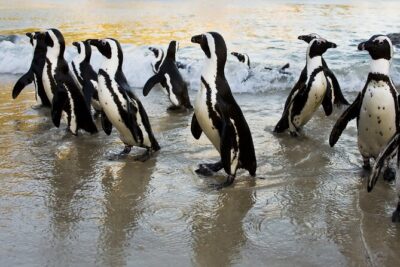 Table Mountain, Cape of Good Hope & Penguins including Park Fees