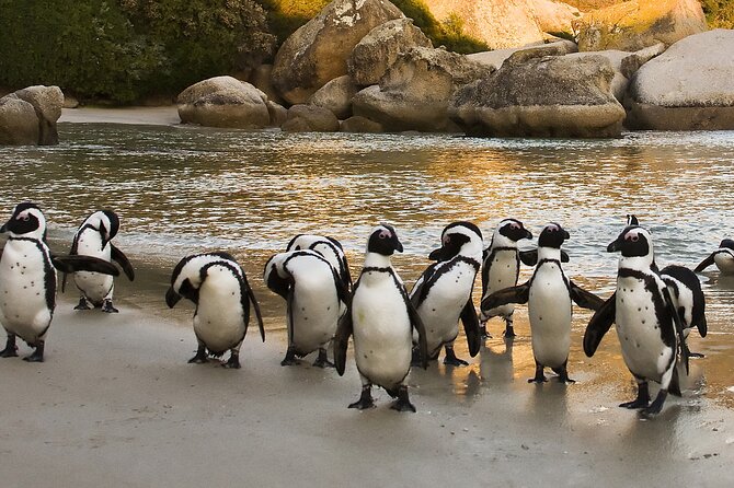 From Cape Town: Table Mountain, Cape of Good Hope & Penguins including Park Fees - Chapman’s Peak is a scenic road, not a long hike