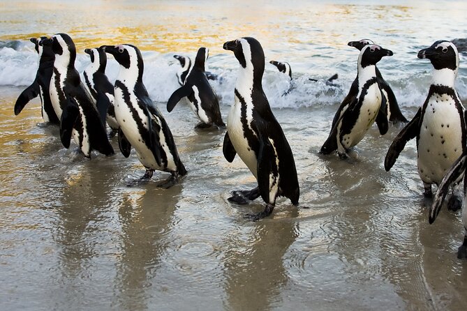 From Cape Town: Table Mountain, Cape of Good Hope & Penguins including Park Fees - Camps Bay and the Atlantic Seaboard