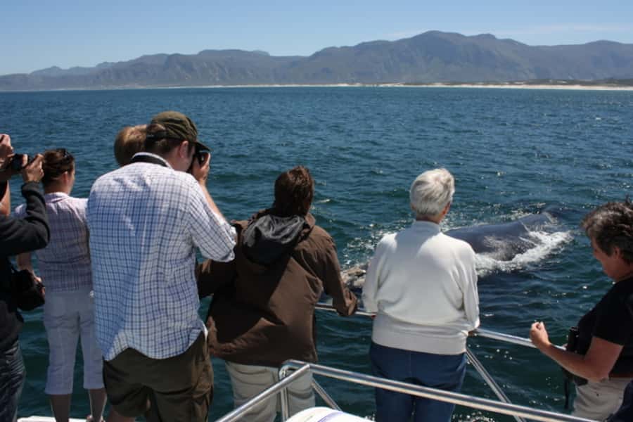 From Cape Town: Whale Watching Tour in Hermanus and Gansbaai - Two hours with Ivanhoe Sea Safaris