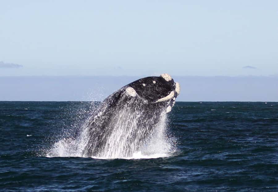 From Cape Town: Whale Watching Tour in Hermanus and Gansbaai - Peregrine Farm Stall on the N2