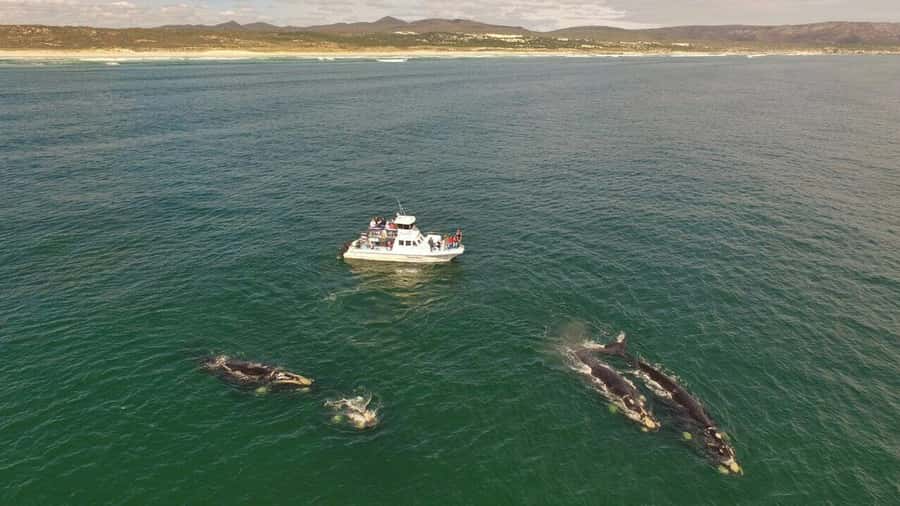 From Cape Town: Whale Watching Tour in Hermanus and Gansbaai - What $249 buys you