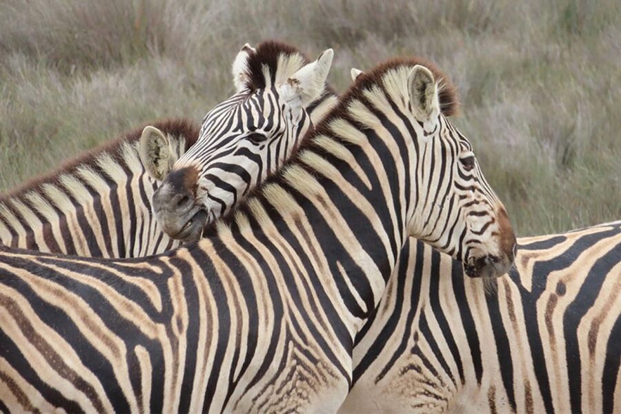 From Cape Town: Wildlife Safari, Olive, Beer & Wine Tasting - Alexanderfontein brings olive oil into the picture