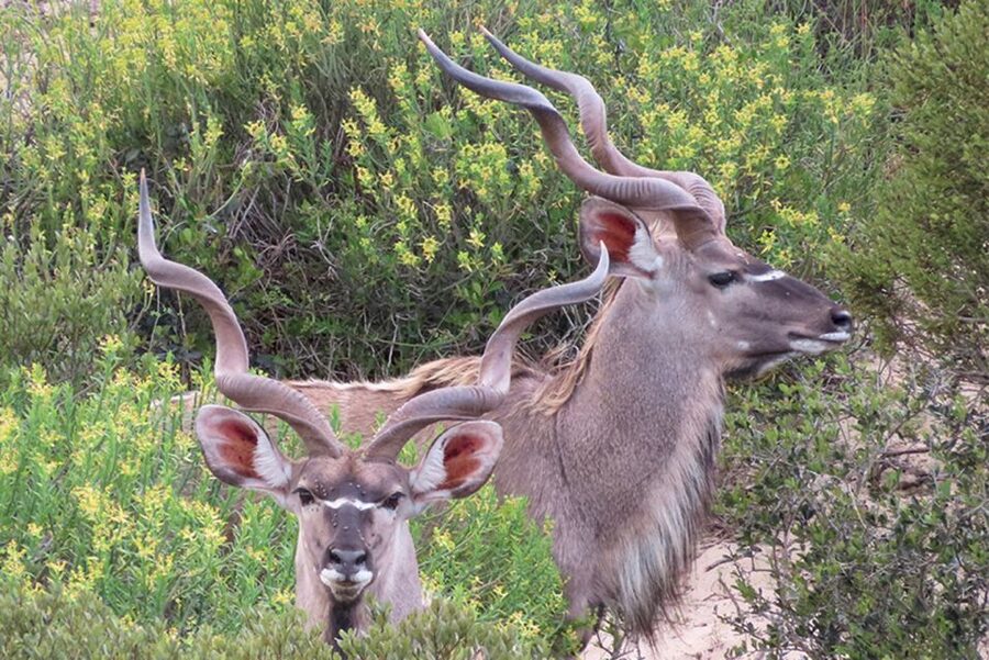 From Cape Town: Wildlife Safari, Olive, Beer & Wine Tasting - What the Buffelsfontein drive really offers