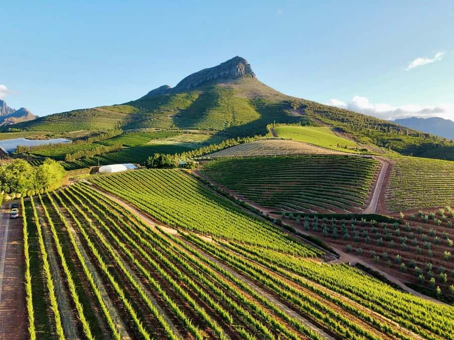 From Cape Town: Winelands Full Day Tour and Wine Tasting - Key points at a glance