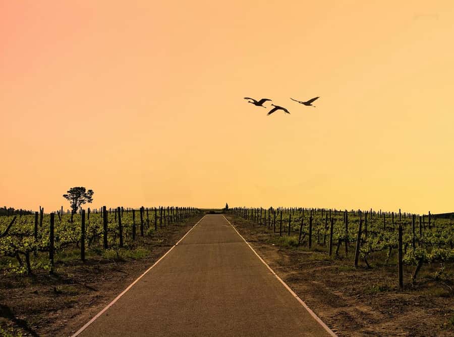 From Cape Town: Winelands Full Day Tour and Wine Tasting - Why this Cape Winelands day works