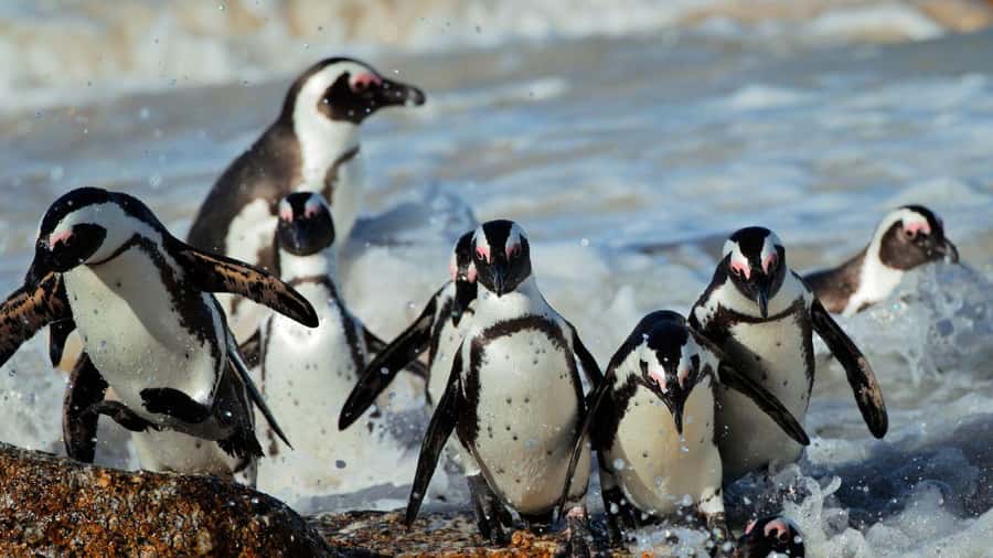 From CapeTown:Full Day Tour to Cape of Good Hope&Cape Point - Key points to know before booking