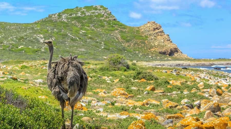 From CapeTown:Full Day Tour to Cape of Good Hope&Cape Point - A full day from Bo-Kaap to the Cape Peninsula