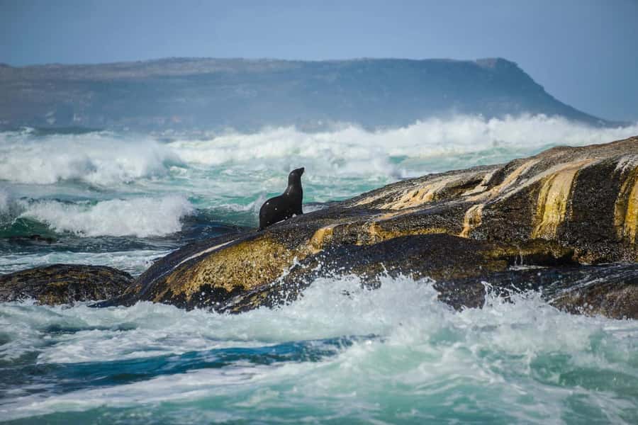 From CapeTown:Full Day Tour to Cape of Good Hope&Cape Point - Boulders Beach and the African penguin colony
