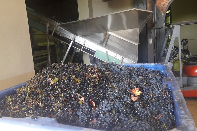 From CapeTown: Stellenbosch Half Day Wine Tour - Why this half-day wine tour works well from Cape Town