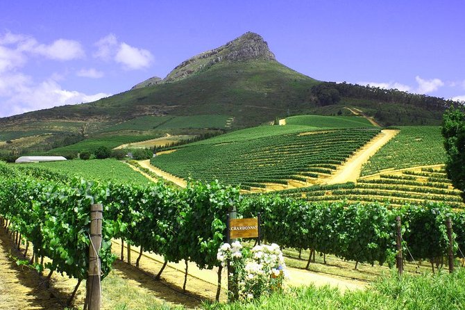 From CapeTown: Stellenbosch Half Day Wine Tour - Guides, transport, and the human side of the day