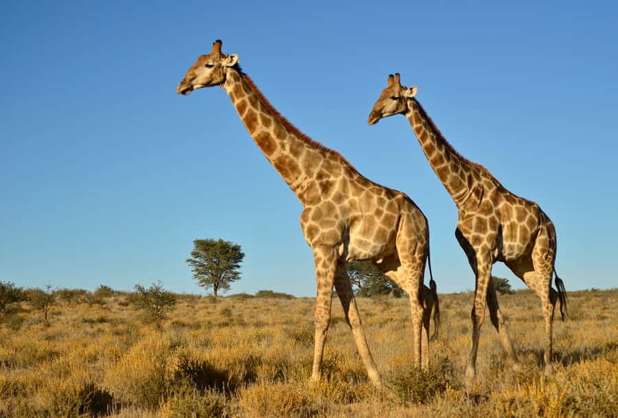 From Durban: Half-Day Safari Tour - African Raptor Centre: a different kind of wildlife visit