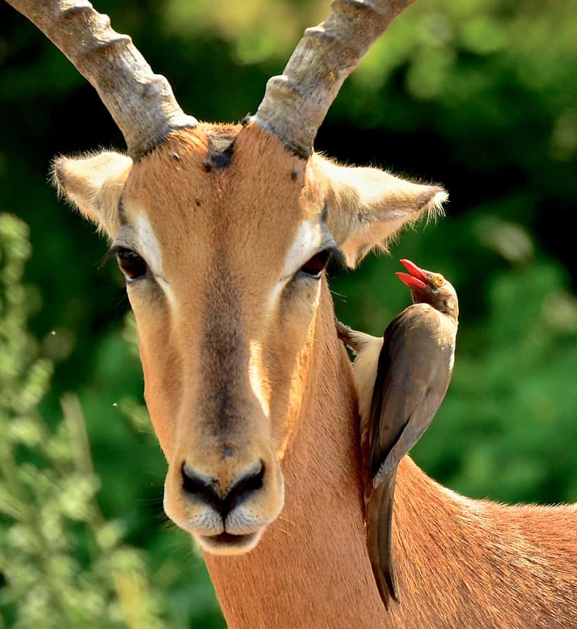 From Durban: Half-Day Safari Tour - Should you book this Durban safari?