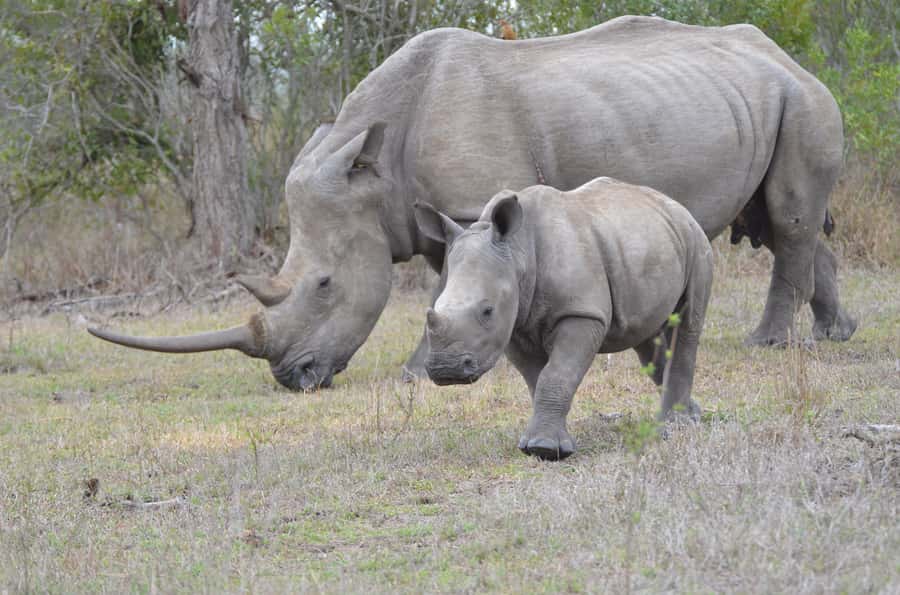 From Durban: Hluhluwe Imfolozi Game Reserve Day Trip - The long road from Durban to Zululand
