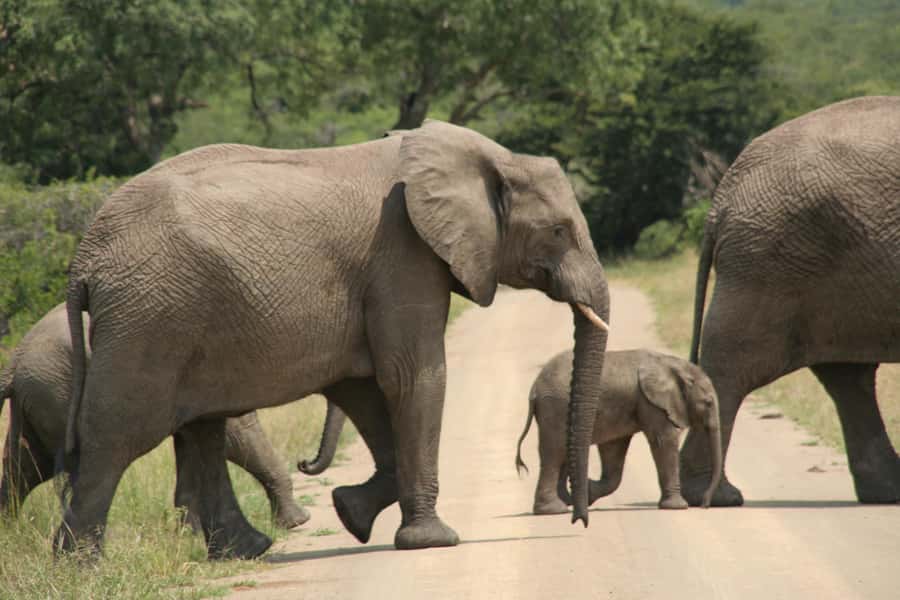 From Durban: Hluhluwe Imfolozi Game Reserve Day Trip - Entering Hluhluwe Imfolozi Game Reserve