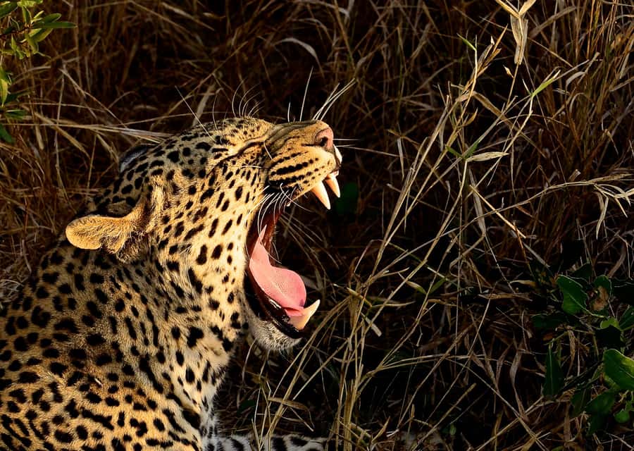 From Durban: Hluhluwe Imfolozi Game Reserve Day Trip - Optional stop: Emtoneni Wild Cat Sanctuary