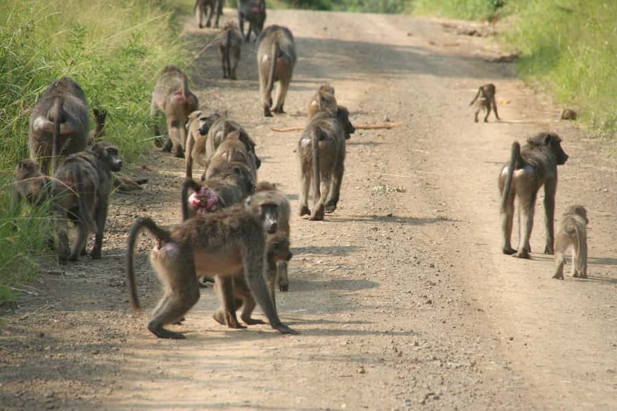 From Durban: Hluhluwe Imfolozi Game Reserve Day Trip - Optional stop: the iSimangaliso boat cruise