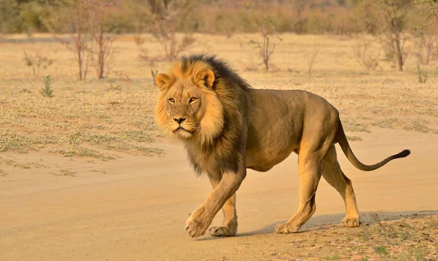 From Durban: Hluhluwe Imfolozi Game Reserve Day Trip - Lunch is your responsibility