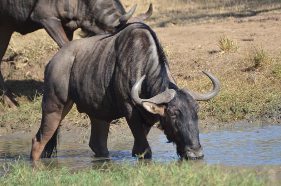 From Durban: Hluhluwe Imfolozi Game Reserve Day Trip - What the safari can realistically deliver