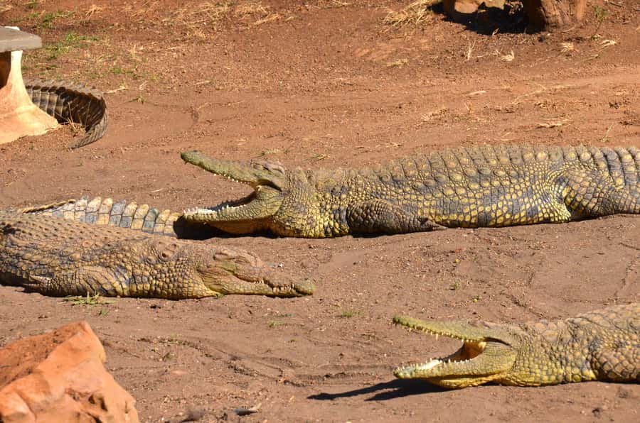 From Durban: Safari & PheZulu Village Day Tour - Why this Durban day tour works