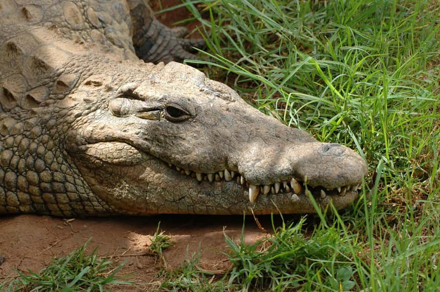 From Durban: Safari & PheZulu Village Day Tour - Morning pickup from Durban
