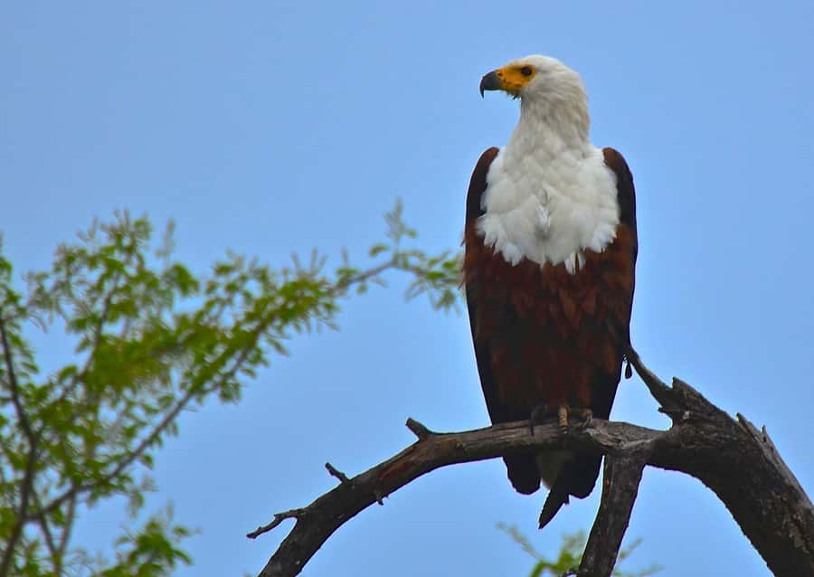 From Durban: Safari & PheZulu Village Day Tour - What the schedule feels like