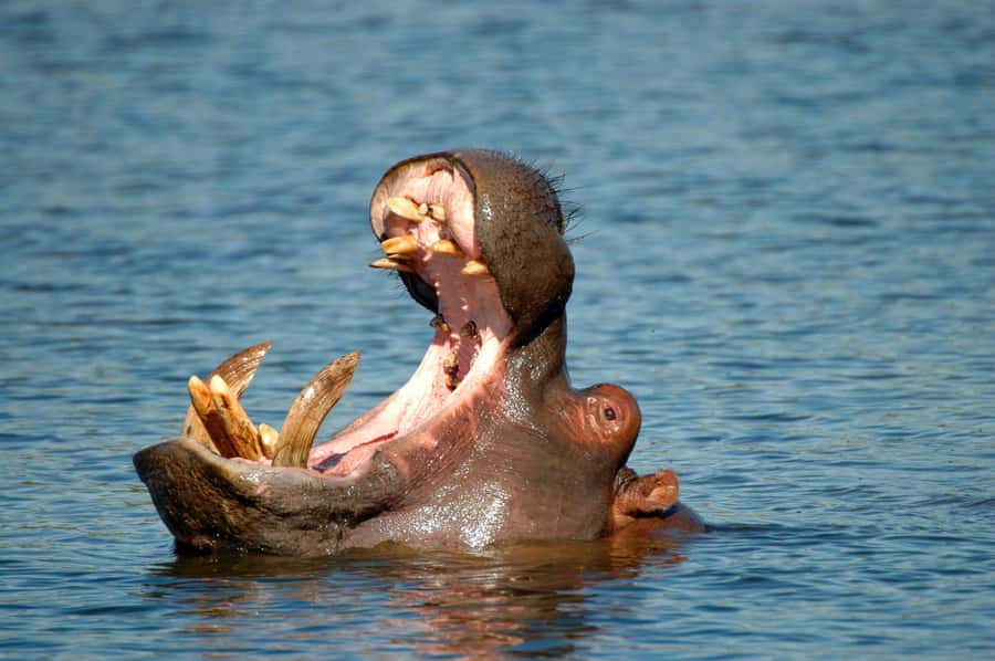 From Durban: Safari & PheZulu Village Day Tour - Tala Game Reserve and the search for rhino