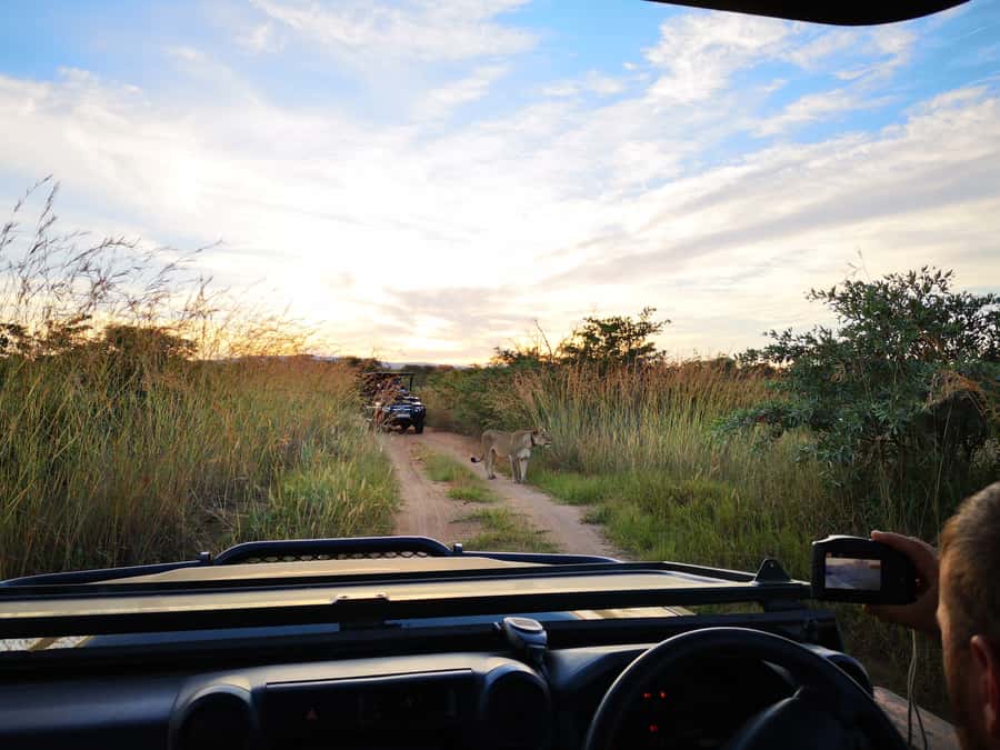 From Durban: Wildlife Lovers Big 5 Safari at 2 Game Reserves - Hluhluwe-Imfolozi and the White Rhino story