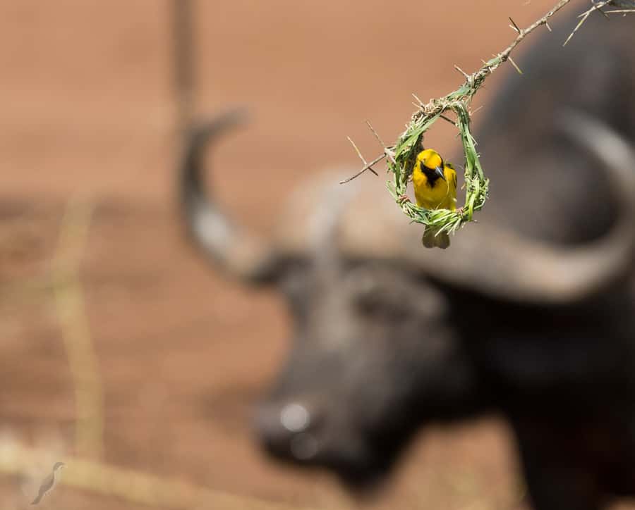 From Durban: Wildlife Lovers Big 5 Safari at 2 Game Reserves - Manyoni brings the open 4x4 experience